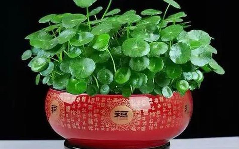 属相的旺财植物