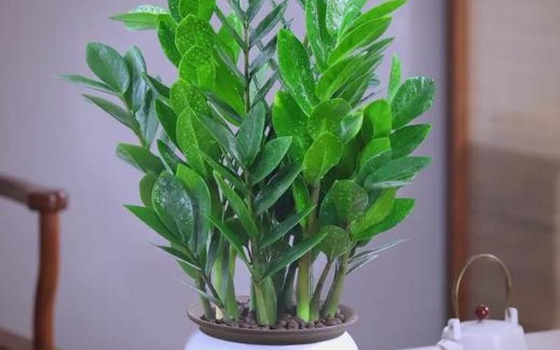 属相植物怎么养旺自己