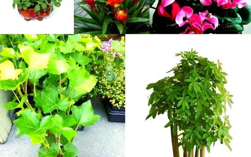 属相风水植物图片大全大图解