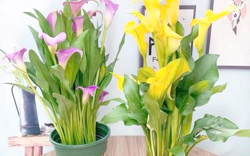 属相对应花卉