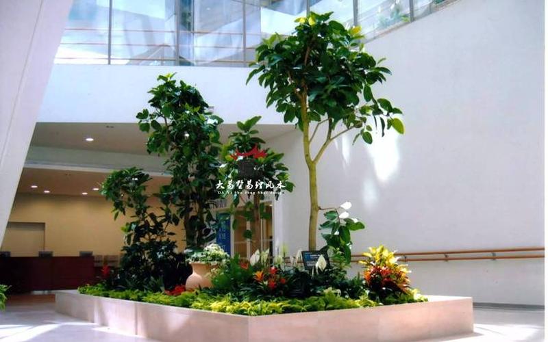 植物放哪里风水好
