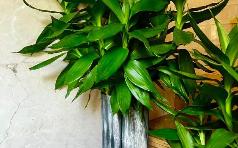 花草 风水