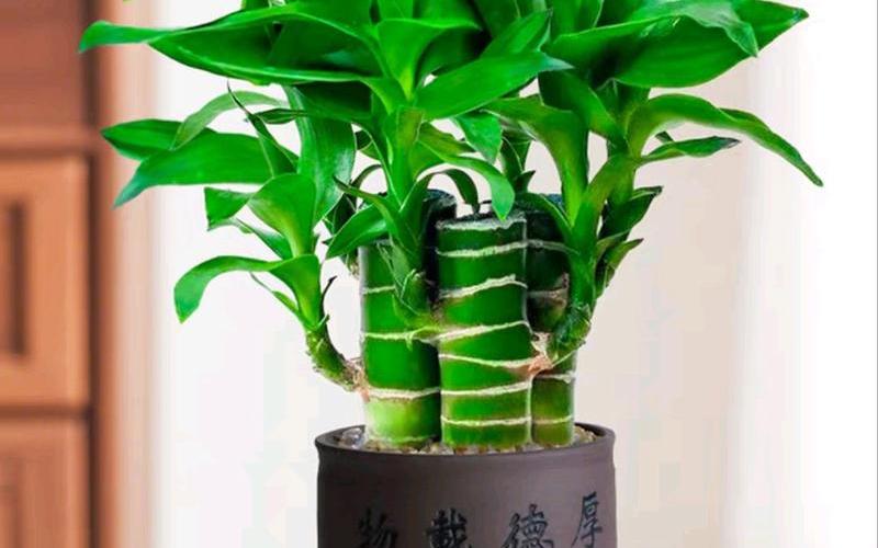 植物风水摆放