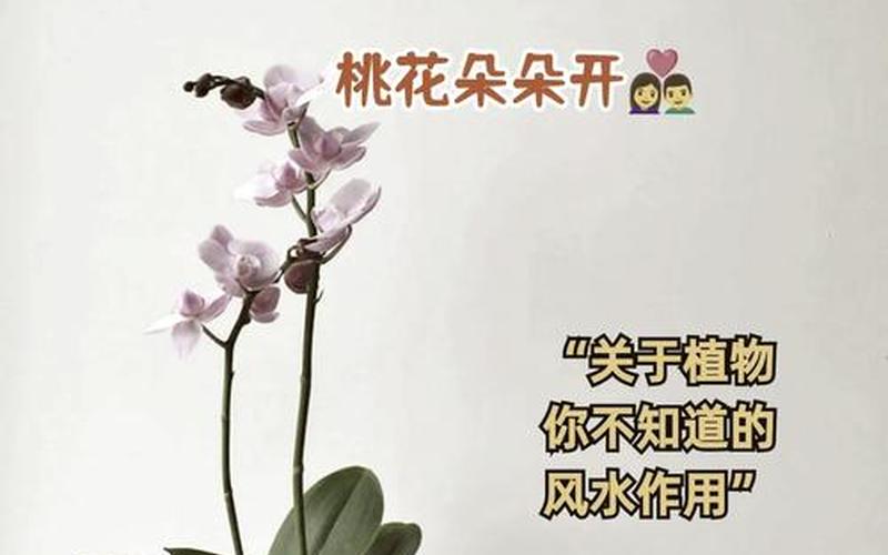 属性与植物风水的关系有哪些