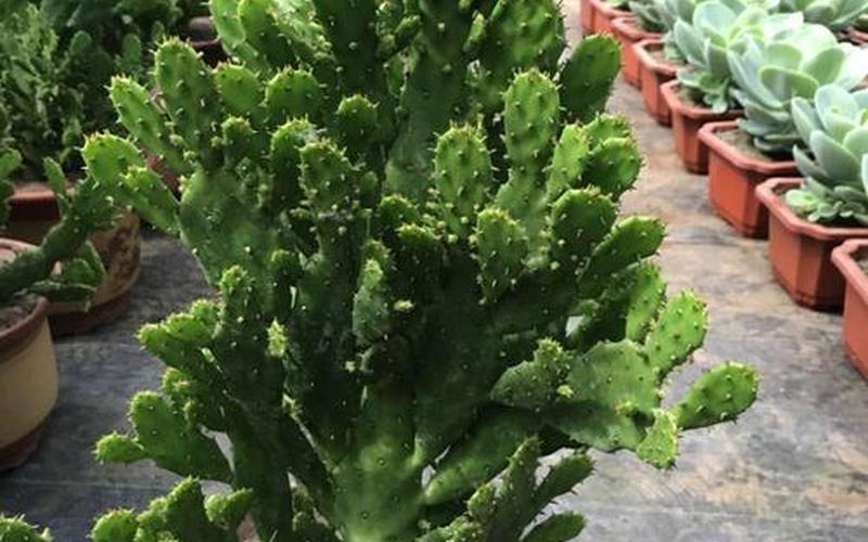 千手观音植物的风水作用