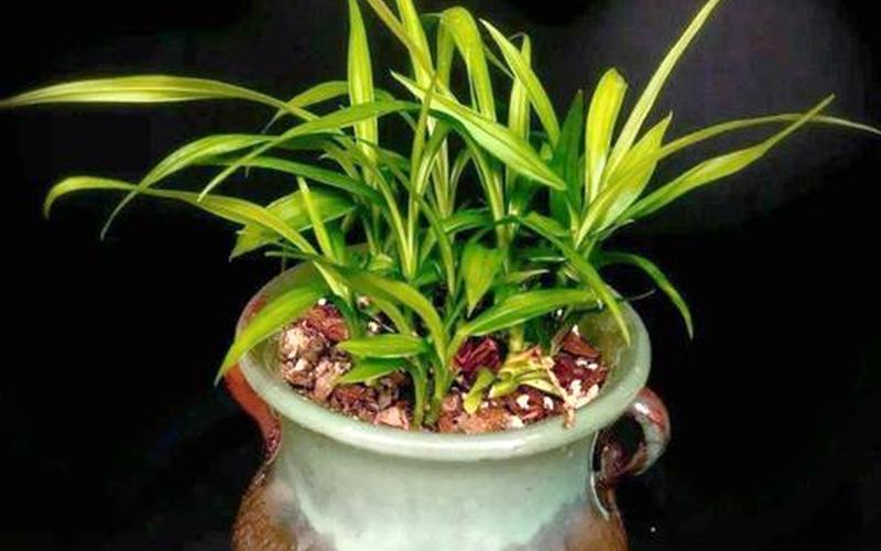植物在风水中的作用