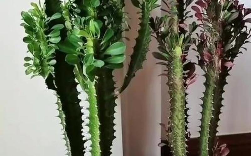 龙骨植物的风水作用