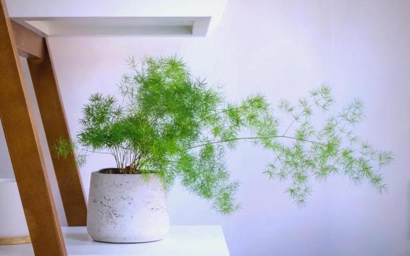 属相与植物的搭配图片
