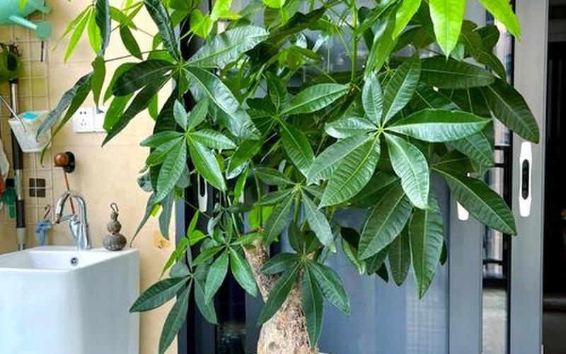 植物花草风水
