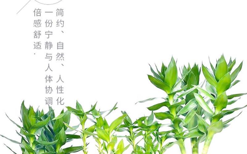 属相与植物风水关系