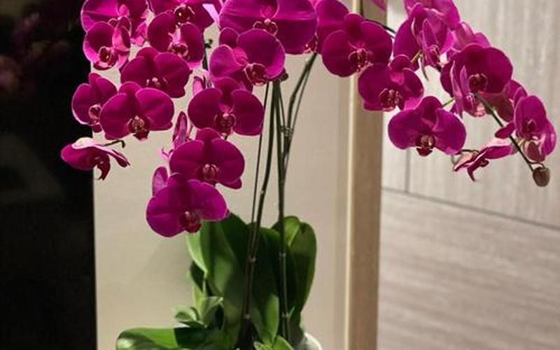 生肖适合的花