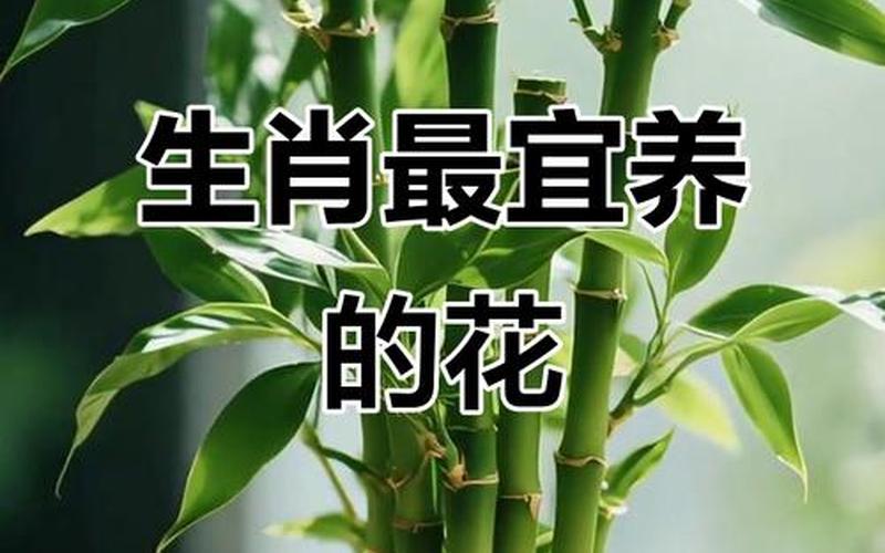 属相适合养的花