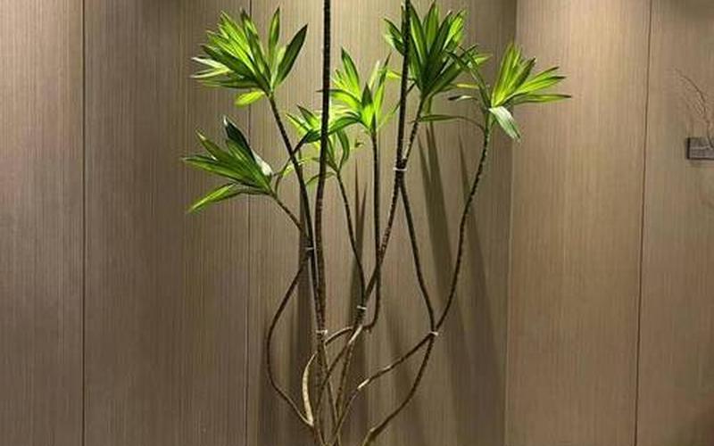 植物风水布局