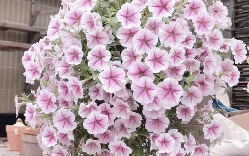 属相的吉祥花是什么花