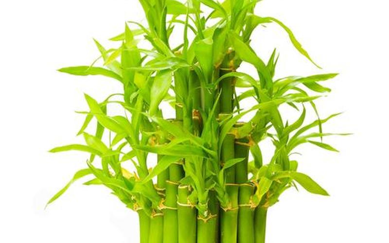 属相吉祥植物有哪些