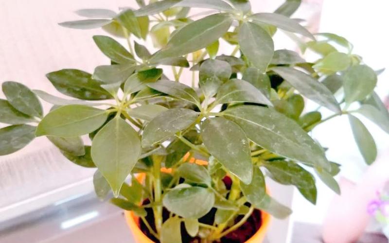 属相和植物的搭配情况图