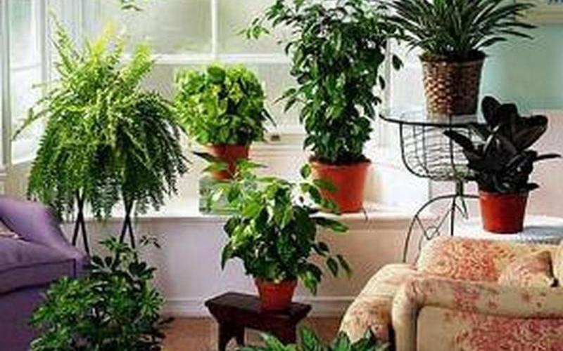 植物花草风水摆放