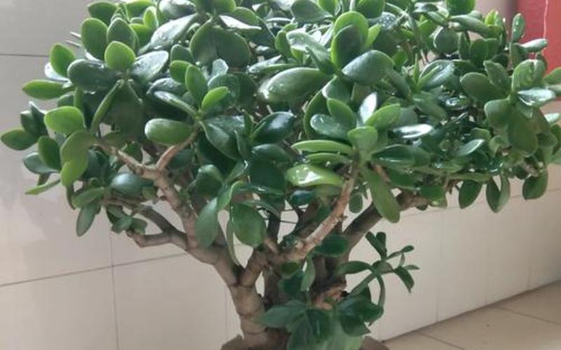 12种属相各适合什么花草