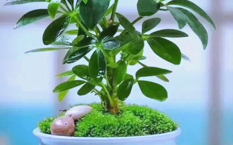 属相与植物风水有关吗