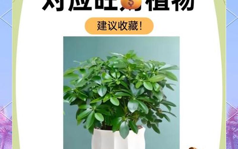 属相植物表
