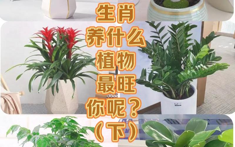 属相相对应的植物
