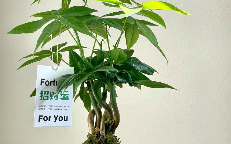 植物风水大全