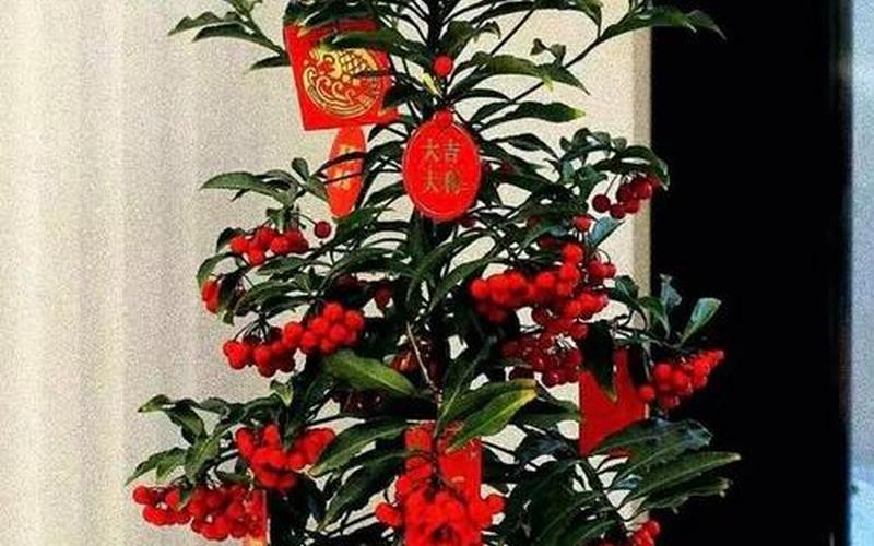 属相养什么花转运