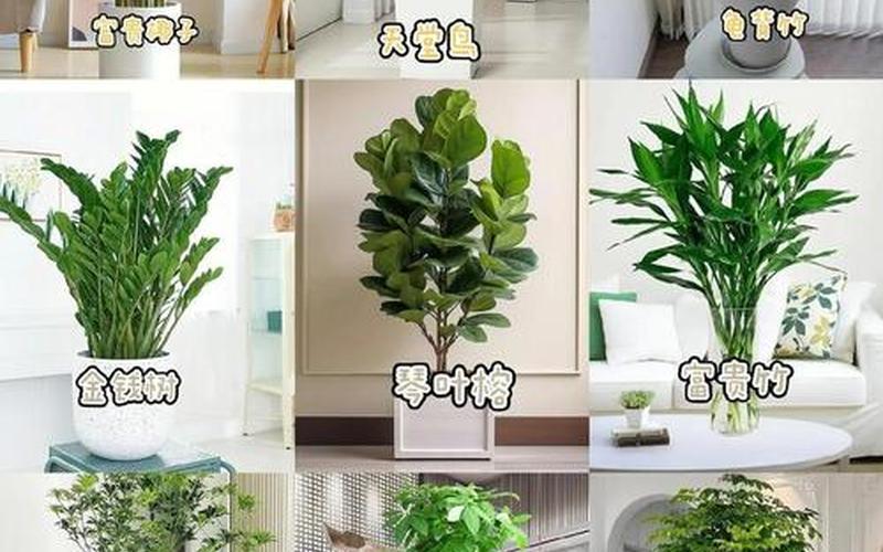 风水上植物放那个位置比较好