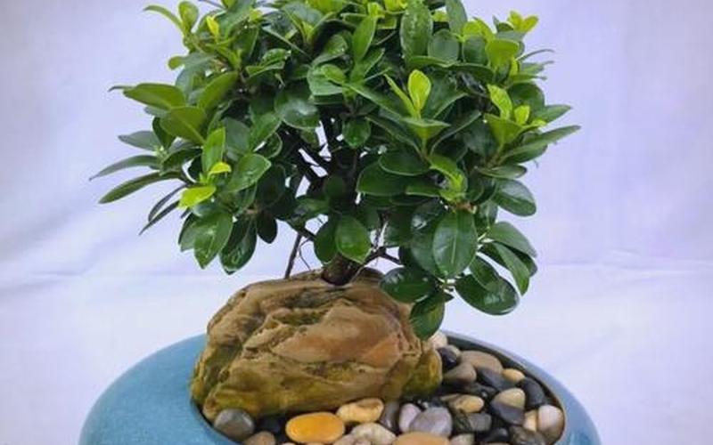 植物风水摆放方位