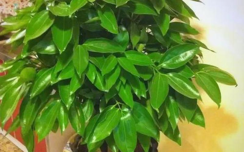 风水植物是什么