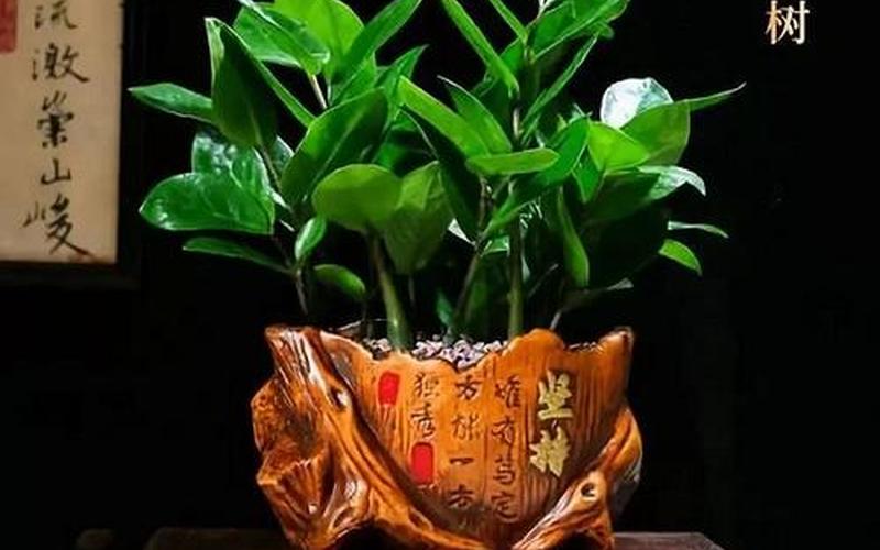 生肖配对绿植