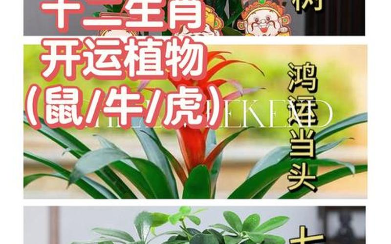 属相与绿植的关系