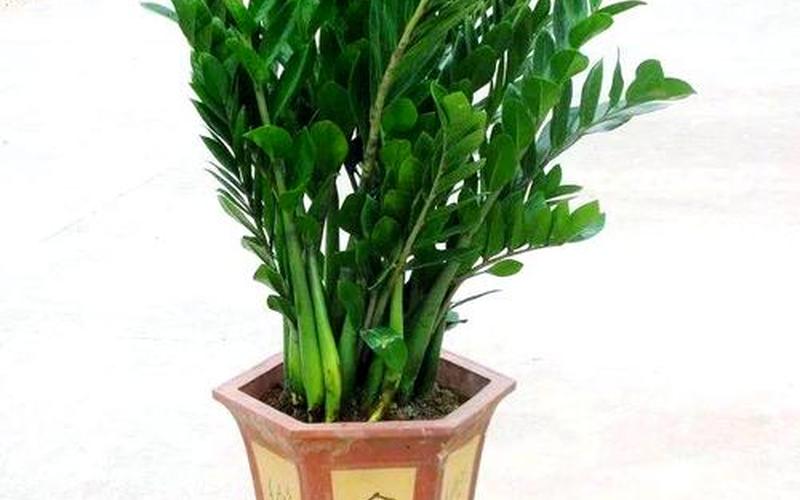 属相什么植物最旺财