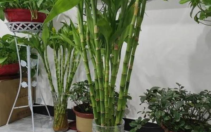 植物和风水