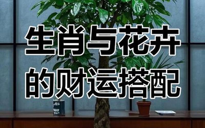 各个属相适合养什么花