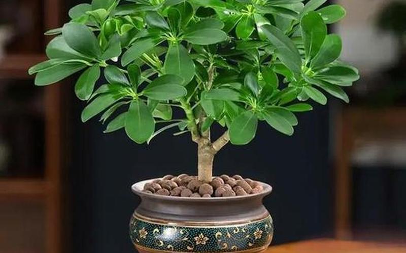 属相相配的植物