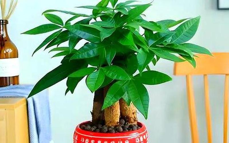 十二生肖绿植风水选择