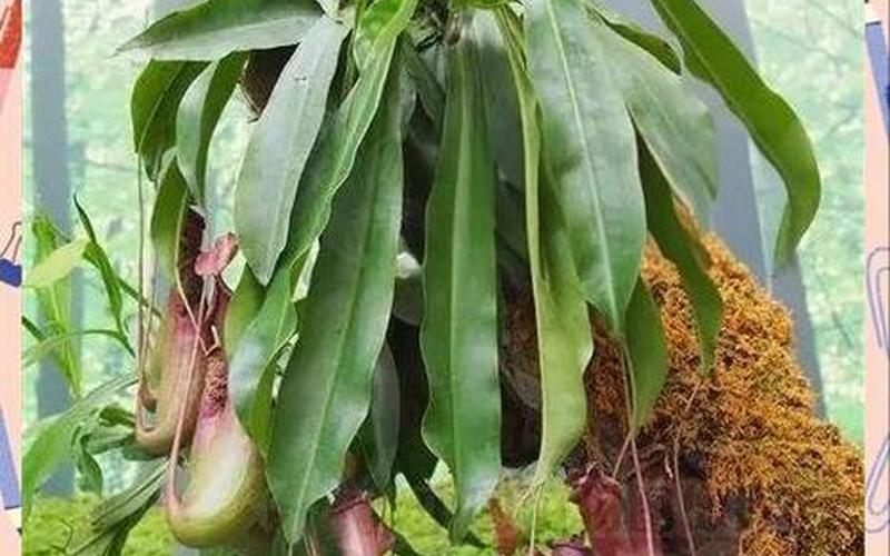 属相与植物有什么关系
