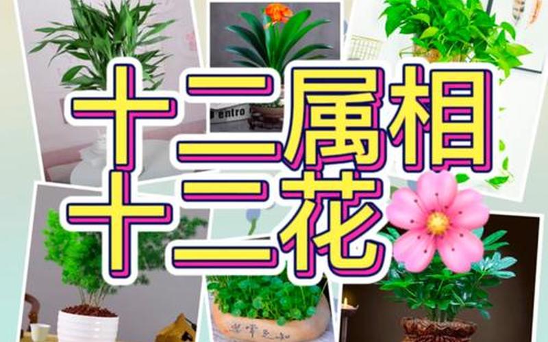 属相对应养的花