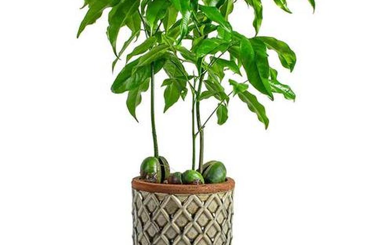 属性与植物风水有关吗