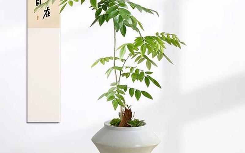 风水学植物变黄意味着什么