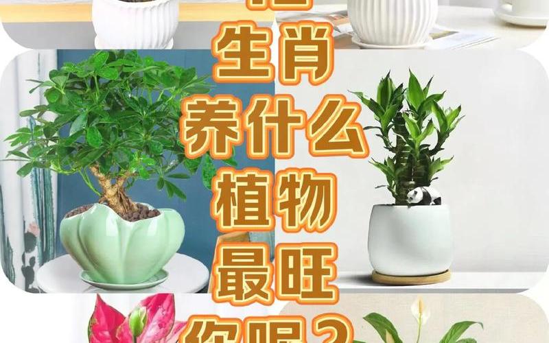 属相与植物有什么关系呢