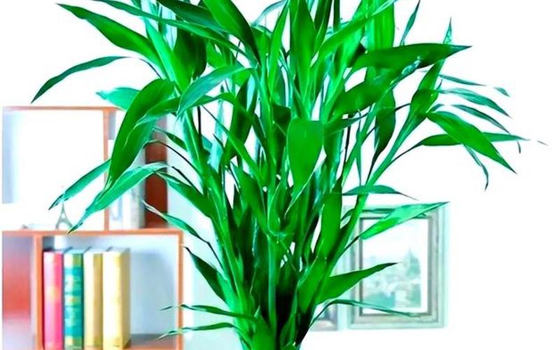 属相与植物风水有关吗为什么
