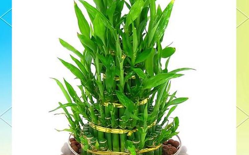 属相风水植物图片大全大图