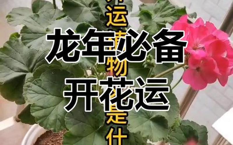 属相养什么植物最旺运