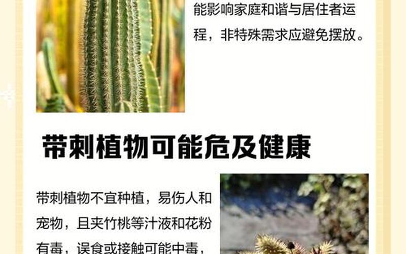 带刺植物风水禁忌