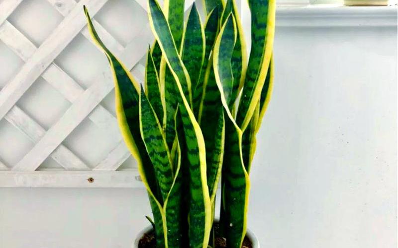 属相与植物的搭配禁忌