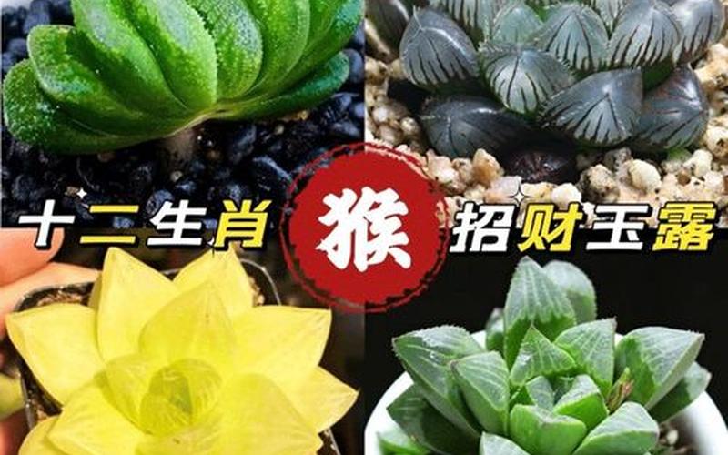 属相与植物的搭配好吗