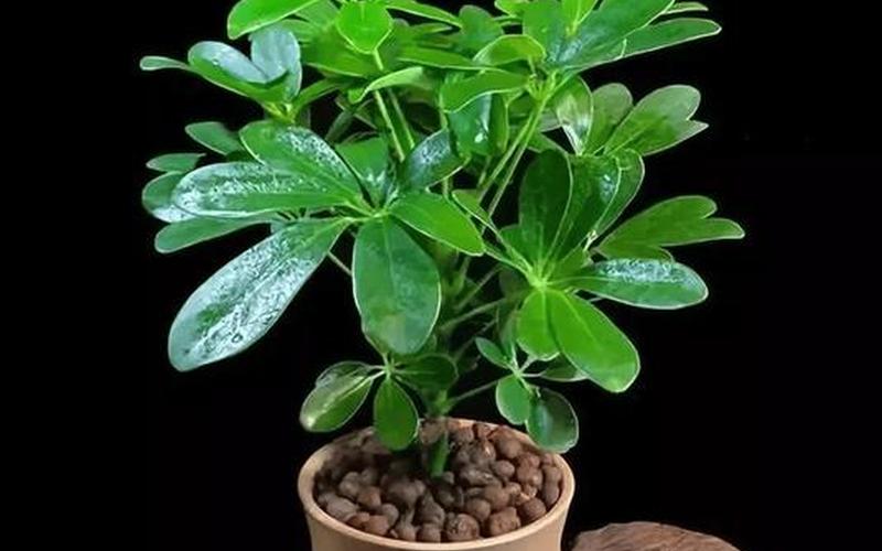 属相和植物