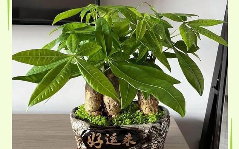 生肖养花风水